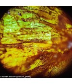 Микроскоп Levenhuk Rainbow 50L PLUS OrangeАпельсин